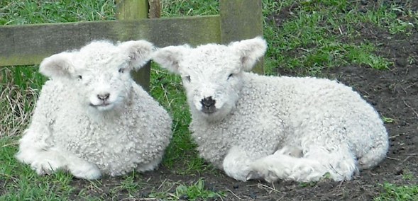 Grey faced Dartmoor lambs