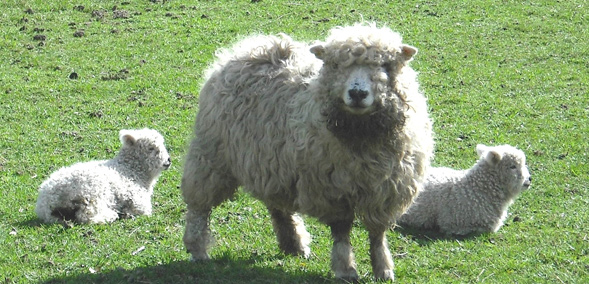 Grey faced Dartmoor sheep