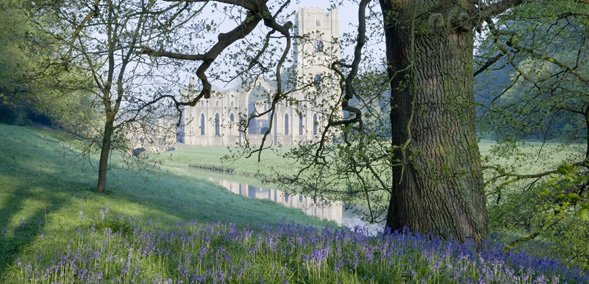 Bluebells at Fountains Abbey