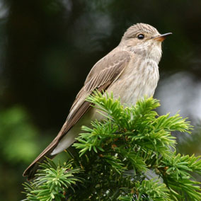 Spotted flycatcher