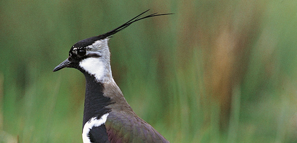 Lapwing