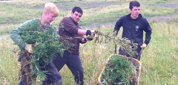 Duke of Edinburgh's group pulling up ragwort