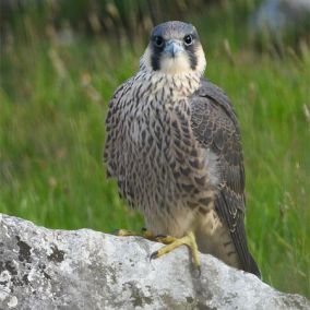 large-peregrineslideshow2-andrewpoland.jpg