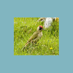 Green woodpecker