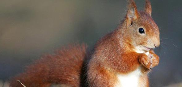 Red Squirrel