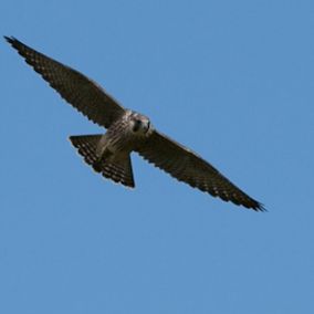 large-peregrineslideshow14-jeremyknowles.jpg