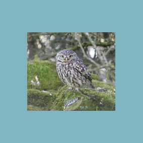 Little owl