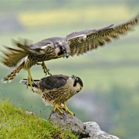 large-peregrineslideshow6-debbieheslop.jpg