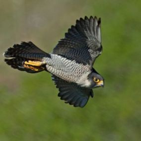 large-peregrineslideshow15-dalebentham.jpg