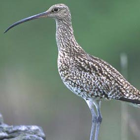 Curlew