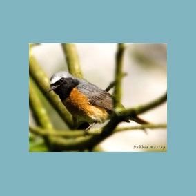 Redstart