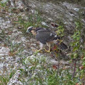 large-peregrineslideshow16-dalebentham.jpg