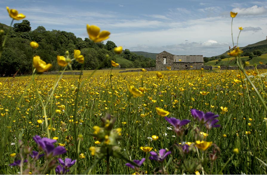 Summer Meadow