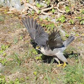 large-peregrineslideshow8-stanparrott.jpg