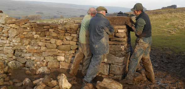 Dales Volunteers walling