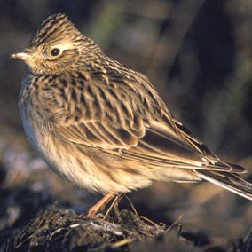 Skylark