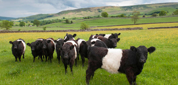 Belted Galloways near Grassington