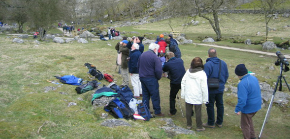 Peregrine watch at Malham