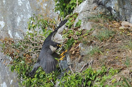 Ledge landing &copy; Stan Parrott