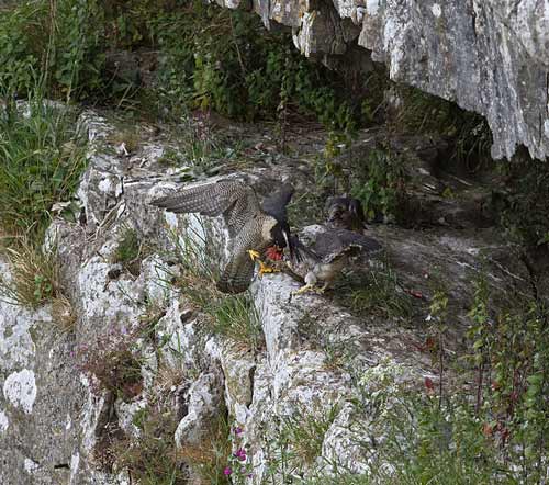 Adult landing &copy; Dale Bentham