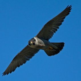 large-peregrineslideshow1-dalebentham.jpg