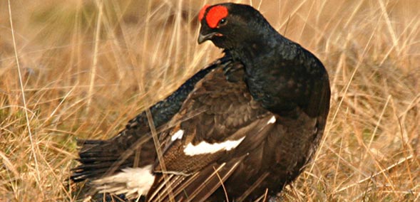 Black grouse