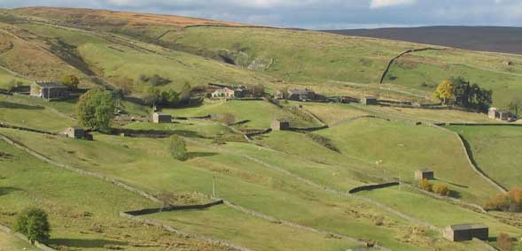 Field barns and drystone walls in Swaledale